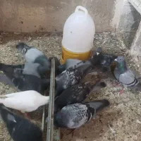 پرنده ،کبوتر