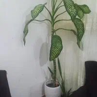 نداشتن جا مکان|گل و گیاه طبیعی|چناران, |دیوار