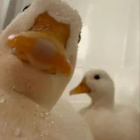 معاوضه عروسک