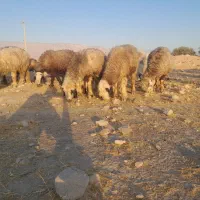 ۴۳راس میش ترکی بختیاری آبستن و بره دار