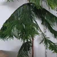 فروش کاج طبقاتی