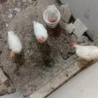 جوجه مرغ