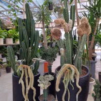 تخفیف بلک فراید گلخونه اسپلنت