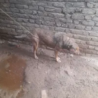 سگه جانوری مخصوص دامداری|حیوانات مزرعه|قزوین, |دیوار