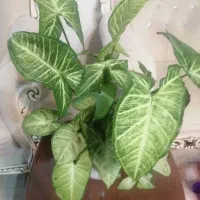 گل سنگینیوم