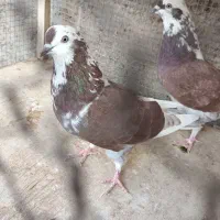 کبوتر بلند پرواز