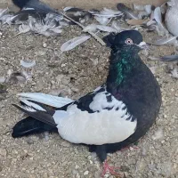 دو عدد مبوتر قزوینی یا سینه ای نر