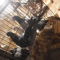 کبوتر|پرنده|تهران, پامنار|دیوار