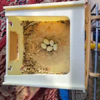 جفت فنچ کینگ اروپایی|پرنده|فسا, |دیوار