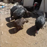 بوقلمون نروماده