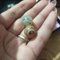 معاوضه میکنم|کلکسیون اشیاء عتیقه|دوگنبدان, |دیوار