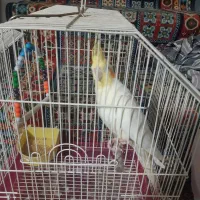 عروس هلندی نر لوتینو|پرنده|قم, انسجام|دیوار