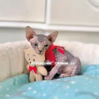 گربه اسفینکس بلو ‌وصورتی نر