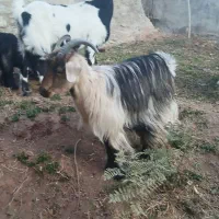 بزغاله چاق|حیوانات مزرعه|آبعلی, |دیوار