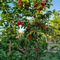 زمین  ویلایی معاوضه با  خودرو ترجیحا ال نود