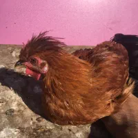 مرغ و خروس ، نیمچه و جوجه|حیوانات مزرعه|تهران, مولوی|دیوار