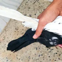 دم سیاه دوکت آبی و دوکت کاغذی|پرنده|جم, |دیوار