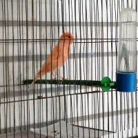 قناری|پرنده|دزفول, |دیوار