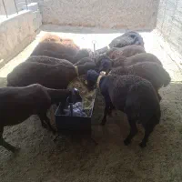 فروش قوچ همو و هترو
