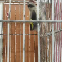 سهره 3عدد و یکی جوجه سهره نر|پرنده|خسروشاه, |دیوار