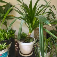 ۳ عدد گل پاندانوس|گل و گیاه طبیعی|شیراز, پودنک|دیوار