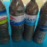 خالواش