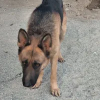 توله سگ ژرمن شپرد|سگ|رباط‌کریم, منجیل آباد|دیوار