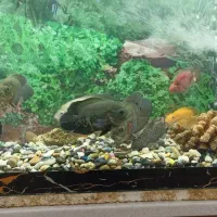 آکواریوم ماهی