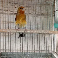 سهره قناری دهن ارسنجونی|پرنده|شیراز, صاحب الزمان|دیوار