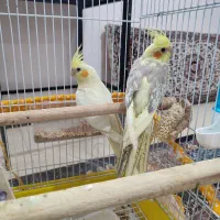 عروس هلندی|پرنده|مشهد, شهرک مهرگان|دیوار
