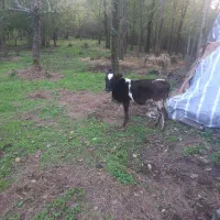 گاو گوساله ماده مشکی ساکت|حیوانات مزرعه|سنگر, |دیوار