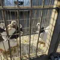 طوقی 6عدد|پرنده|پاکدشت, پاکدشت (مامازند)|دیوار