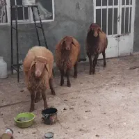 بره نر چاق خونی|حیوانات مزرعه|مشهد, بهمن|دیوار