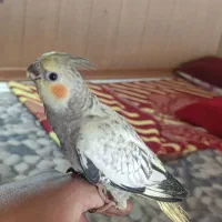 فروش  عروس هلندی دستی