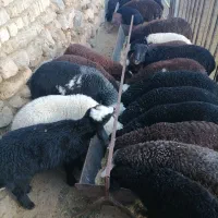 فروش بره نر  برای ذبح