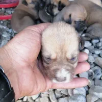 توله های واکسن خورده