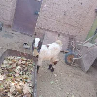 بزغاله ماده تازه تکه خورده|حیوانات مزرعه|خواف, |دیوار