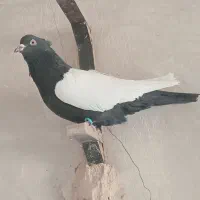 پرنده|پرنده|رفسنجان, |دیوار