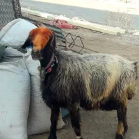میش ابستن