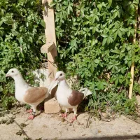 کبوتر|پرنده|فسا, |دیوار