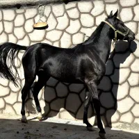 مادیان کرد. سیاه سه ساله شکم خالی.|اسب و تجهیزات اسبسواری|نجفآباد, طالقانی|دیوار