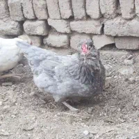 تخم مرغ نطفه دار گلین|حیوانات مزرعه|چهارباغ, |دیوار