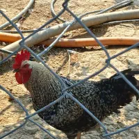 خروس دو رگ محلی|حیوانات مزرعه|بهشهر, |دیوار