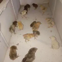 جوجه سرحال