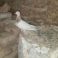 کوهی سینه سیاه