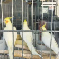 عروس هلندی نر ماده مولد جوجه آلبینو لوتینو طوسی|پرنده|تهران, جوادیه|دیوار