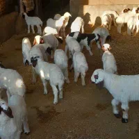 میش و بره گوسفند