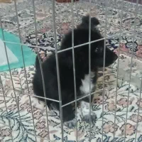 سگ پامر|سگ|ایرانشهر, |دیوار