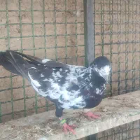 کفتر پرش سنگین دو رقمی|پرنده|ایرانشهر, |دیوار