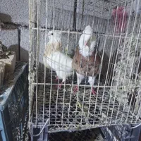 طوقی.زیره.سرکه ای ماده.|پرنده|اندیمشک, |دیوار